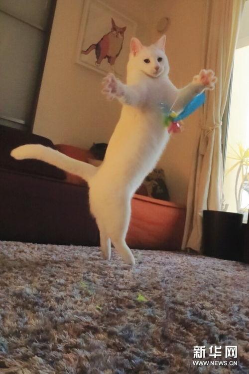 猫咪跳舞视频,猫咪跳舞视频集锦