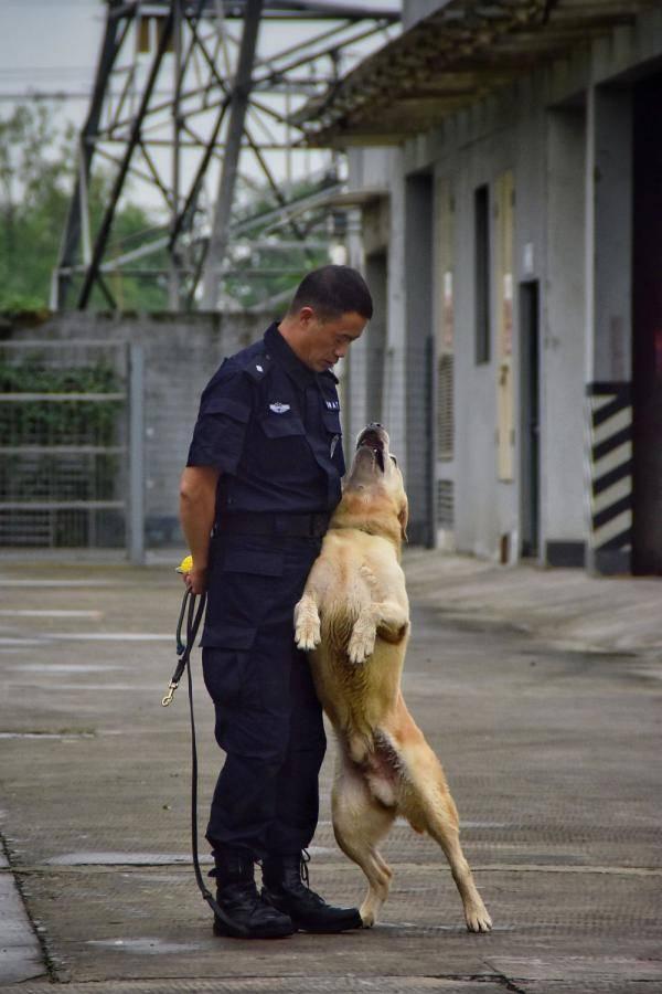 神犬奇兵免费观看土豆,土豆独家呈现热血军犬传奇！