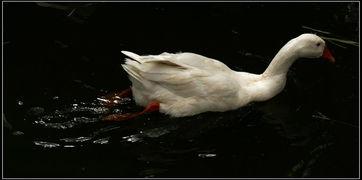 娱乐吃瓜鹅鸭视频